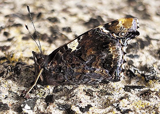 ‘Goldilocks’ weather to help butterflies flourish
