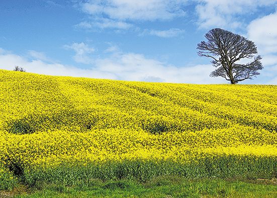 Killyleagh photographer Daphne is recognised
