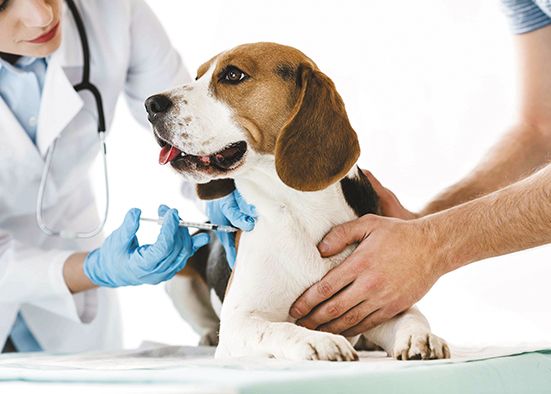 Annual vaccinations for dogs with leptospirosis