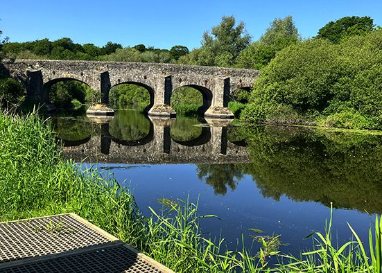‘Horrific’ scene with swans left mutilated