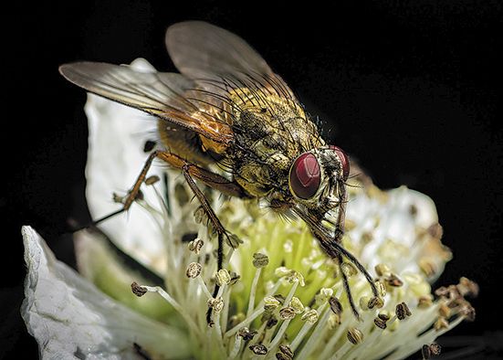 Camera Club members learn close-up photography skills
